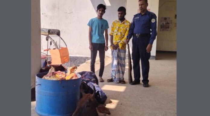 দৌলতখানে ২ গরু চোরচক্র গ্রেফতার, চোরাই গরু ও মাংস উদ্ধার