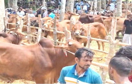 বরিশালে জমে উঠছে বেচাকেনা, মাঝারি গরুর চাহিদা বেশি