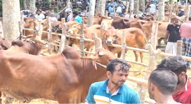 বরিশালে জমে উঠছে বেচাকেনা, মাঝারি গরুর চাহিদা বেশি