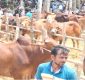বরিশালে জমে উঠছে বেচাকেনা, মাঝারি গরুর চাহিদা বেশি