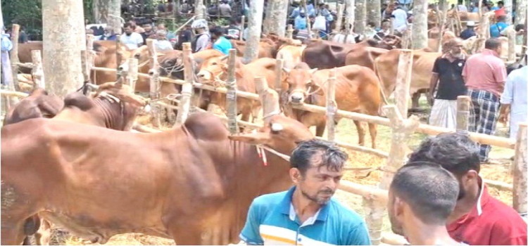 বরিশালে জমে উঠছে বেচাকেনা, মাঝারি গরুর চাহিদা বেশি