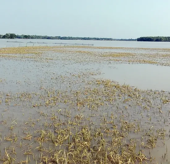 একটু রোদে স্বস্তি, তবে ধান হারিয়ে দিশেহারা কৃষক