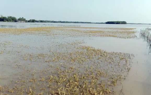 একটু রোদে স্বস্তি, তবে ধান হারিয়ে দিশেহারা কৃষক