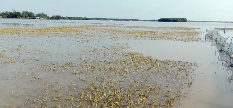 একটু রোদে স্বস্তি, তবে ধান হারিয়ে দিশেহারা কৃষক