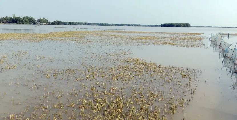 একটু রোদে স্বস্তি, তবে ধান হারিয়ে দিশেহারা কৃষক